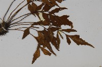 革葉鐵角蕨藏品圖，第3張