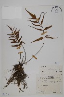 革葉鐵角蕨藏品圖，第1張