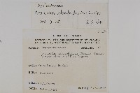 革葉鐵角蕨藏品圖，第2張