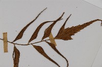 革葉鐵角蕨藏品圖，第3張