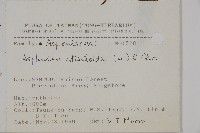 革葉鐵角蕨藏品圖，第2張