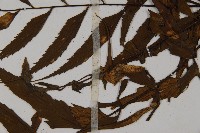 革葉鐵角蕨藏品圖，第4張