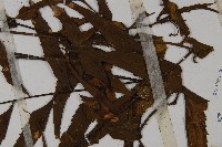 革葉鐵角蕨藏品圖，第5張