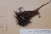 黑葉貞蕨藏品圖，第3張