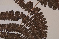 黑葉貞蕨藏品圖，第4張