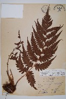 生芽狗脊蕨、頂芽狗脊蕨藏品圖，第1張