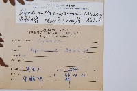 生芽狗脊蕨、頂芽狗脊蕨藏品圖，第2張