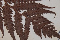 生芽狗脊蕨、頂芽狗脊蕨藏品圖，第3張