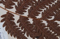 生芽狗脊蕨、頂芽狗脊蕨藏品圖，第4張