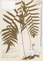 毛蕨藏品圖，第1張