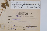 野毛蕨藏品圖，第2張