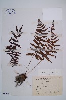 對生蹄蓋蕨藏品圖，第1張