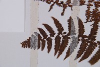 對生蹄蓋蕨藏品圖，第5張