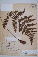 黑葉貞蕨藏品圖，第1張