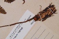 黑葉貞蕨藏品圖，第3張