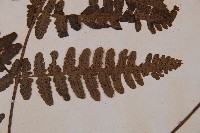 黑葉貞蕨藏品圖，第4張