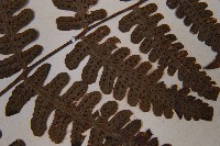 黑葉貞蕨藏品圖，第5張