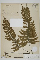 剪葉鐵角蕨藏品圖，第1張