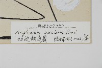 剪葉鐵角蕨藏品圖，第2張