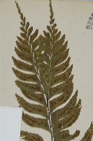 剪葉鐵角蕨藏品圖，第3張