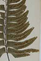 剪葉鐵角蕨藏品圖，第4張