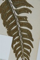 剪葉鐵角蕨藏品圖，第5張