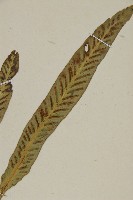 叢葉鐵角蕨藏品圖，第2張