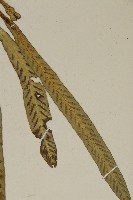 叢葉鐵角蕨藏品圖，第3張