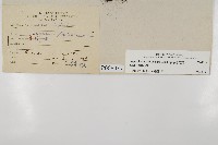 叢葉鐵角蕨藏品圖，第2張