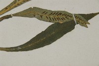 叢葉鐵角蕨藏品圖，第3張