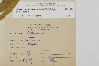 叢葉鐵角蕨藏品圖，第2張