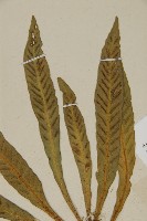 叢葉鐵角蕨藏品圖，第3張