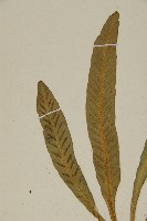 叢葉鐵角蕨藏品圖，第4張