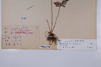 烏蕨藏品圖，第2張