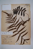 毛蕨藏品圖，第1張