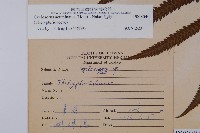 毛蕨藏品圖，第2張