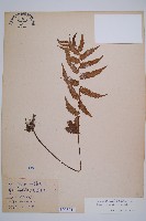 假蹄蓋蕨、東洋蹄蓋蕨藏品圖，第1張