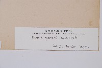 假蹄蓋蕨、東洋蹄蓋蕨藏品圖，第3張