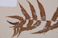 假蹄蓋蕨、東洋蹄蓋蕨藏品圖，第4張