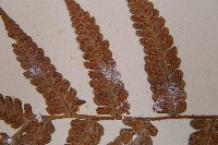 假蹄蓋蕨、東洋蹄蓋蕨藏品圖，第5張