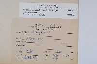 野毛蕨藏品圖，第2張