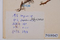 假蹄蓋蕨、東洋蹄蓋蕨藏品圖，第2張