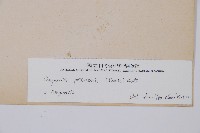 假蹄蓋蕨、東洋蹄蓋蕨藏品圖，第3張