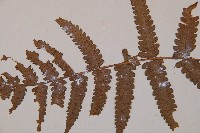 假蹄蓋蕨、東洋蹄蓋蕨藏品圖，第4張