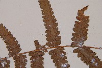 假蹄蓋蕨、東洋蹄蓋蕨藏品圖，第5張