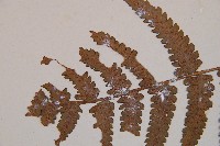 假蹄蓋蕨、東洋蹄蓋蕨藏品圖，第6張