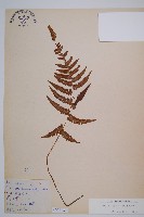 假蹄蓋蕨、東洋蹄蓋蕨藏品圖，第1張