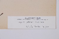 假蹄蓋蕨、東洋蹄蓋蕨藏品圖，第3張