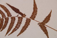 假蹄蓋蕨、東洋蹄蓋蕨藏品圖，第4張