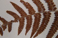 假蹄蓋蕨、東洋蹄蓋蕨藏品圖，第5張